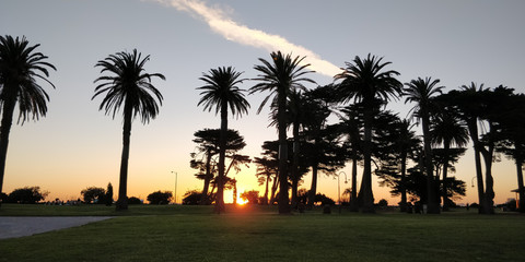 Sunset view from behind the palm trees