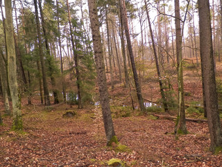 Obraz premium The forest awakens again after the winter break.