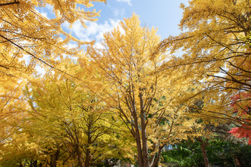 札幌　イチョウ並木の紅葉