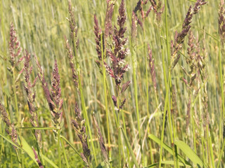 Close up of grass on summer meadow.