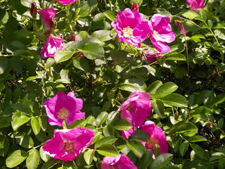 Close up of pink, wild rose flofer.