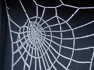 frost on spider web nature in winter