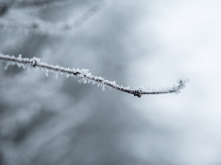 Obraz premium frosty tree branch background in winter