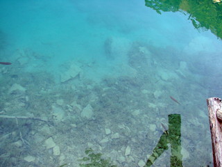 Panorama of a clear, transparent surface of a mountain lake, through which water you can see the bottom covered with plants and old trees.