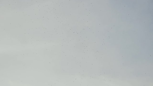 mosquitoes insects cloud lifestyle concept nature infection viruses . lot of midges in the air . Many large cloud of a mosquitoes against colorful sky