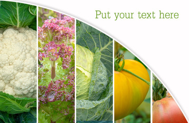 collage of healthy and fresh vegetables. Healthy eating: Green young grapes, White cabbage, Cauliflower,  Red, yellow tomato. mockup, Space for text