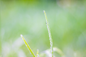 Dew on the top of the grass in the morning