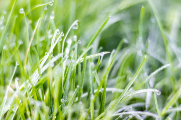 Dew on the top of the grass in the morning