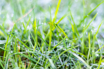 Dew on the top of the grass in the morning