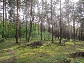 forest in autumn