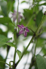 Chilli pepper Black Hungarian flowers