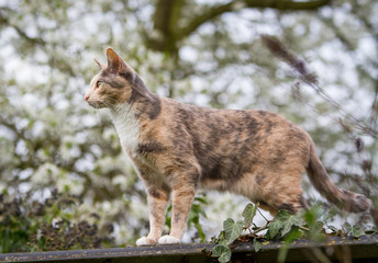 dreifarbige Katze auf dem Dach