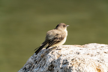 Obraz premium Eastern Phoebe