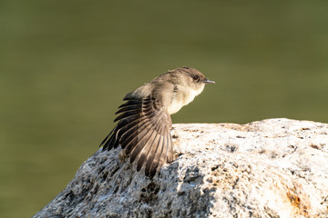 Eastern Phoebe