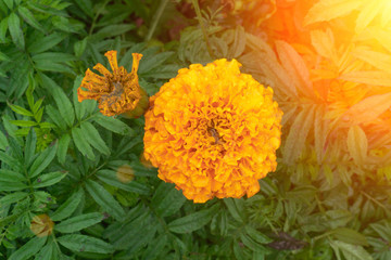 marigolds close-up in the ground. daisies with drops of water from the rain. Beautiful flower on a blurry green background. The sun shines