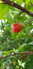 Obraz premium red cherries on the tree