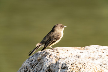 Eastern Phoebe