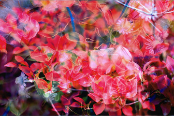 Obraz na płótnie Canvas 赤い花々
