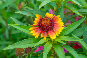 Gaillardia flower close-up. Orange flower in the field. Summer concept