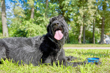 The dog stuck his head in a bowl of food