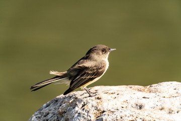 Eastern Phoebe