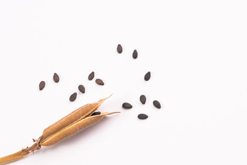 Raw Black Sesame seeds and dry pod on isolated white background.