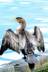 Double-crested cormorant.