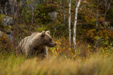 Brown bear in Lapland, Finland