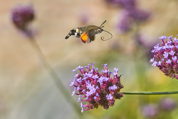 A hummingbird hawk moth flying above a verbena flower