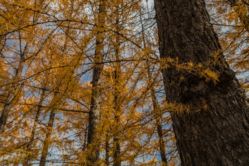 Obraz premium 紅葉の季節