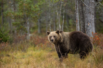 Fototapeta na wymiar Brown bear in Lapland, Finland