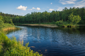 Naklejka na ściany i meble Lake in nature reserve in Kozienice forest, Mazowieckie, Poland