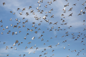flock of homing pigeon flying against clear blue sky