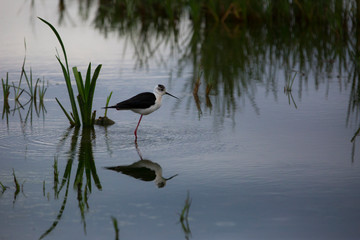 Black winged stilt in Aiguamolls de l'Empordà Nature Reserve, Girona, Catalonia, Spain