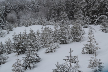beautiful view of the winter forest and tree tops from the mountain slope