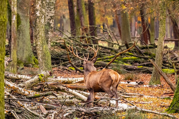 landscape with deer in autumn forest 