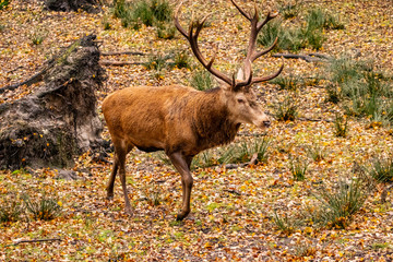 landscape with deer in autumn forest 