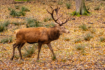 landscape with deer in autumn forest	