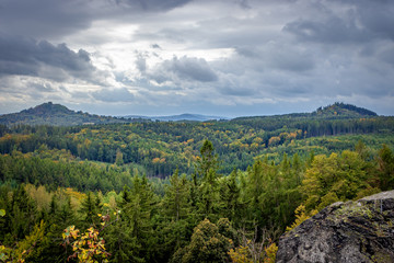 autumn forrest panorama 