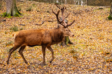 landscape with deer in autumn forest 