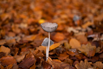 Macro picture of wild mushrooms in forest