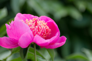 可憐なシャクヤク