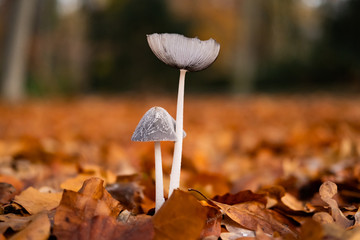 Macro picture of wild mushrooms in forest