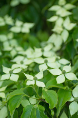 純白のヤマボウシ