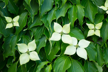 純白のヤマボウシ