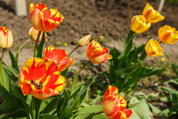 tulips in a home garden close-up. spring flowers