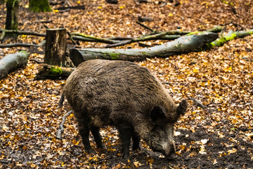 landscape with wild boar in autumn forest