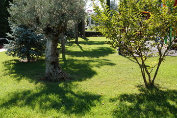 A fragment of a park with a green lawn and trees on a sunny summer day