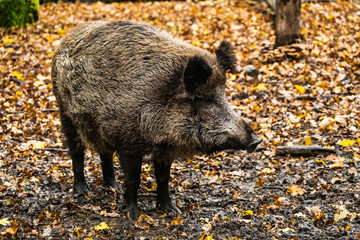 landscape with wild boar in autumn forest