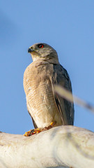 bird of pray
